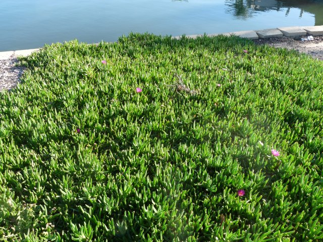 Pigface eaten by children along the waterways of Botany Bay